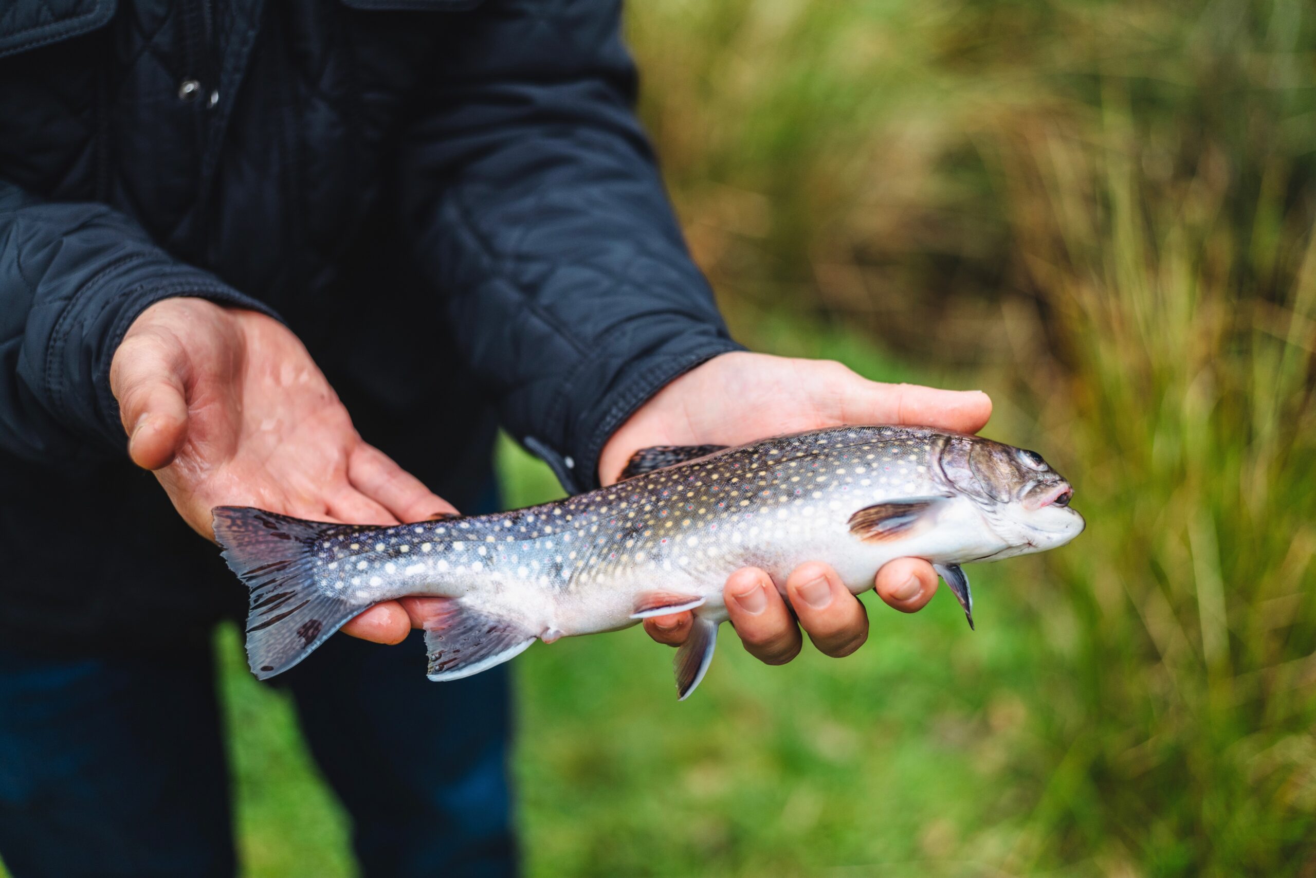 forelle-angeln-kaernten-naturteich